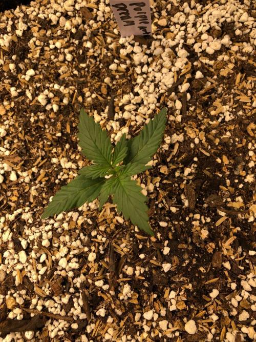 Purple Dream Auto Indoor Late Summer. Week 1
