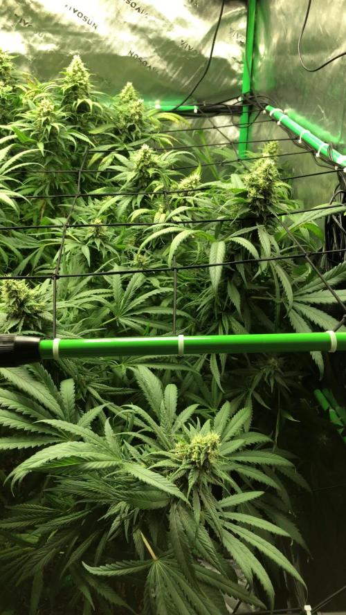 Colombian Jack Kannabia Indoor Spring 26
