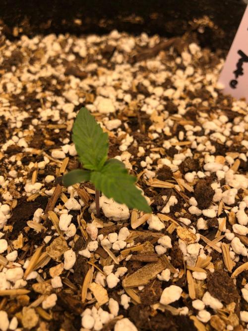 Strawberry Haze Auto Indoor Late Summer. Week 1