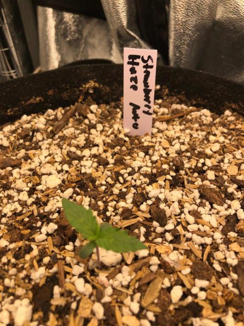 Strawberry Haze Auto Indoor Late Summer. Week 1