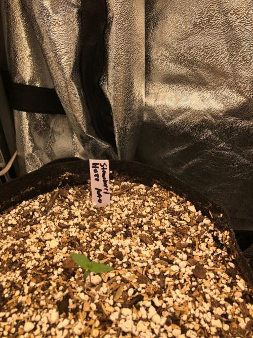 Strawberry Haze Auto Indoor Late Summer. Week 1