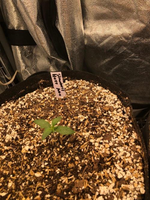 Strawberry Haze Auto Indoor Late Summer. Week 1