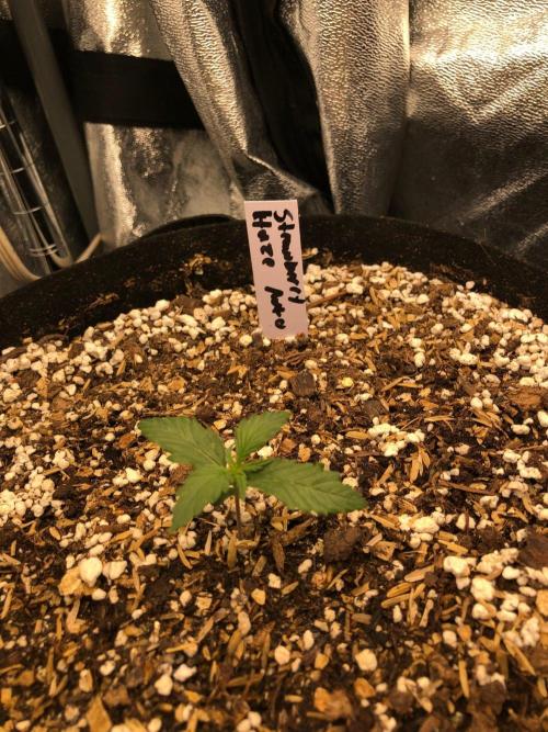 Strawberry Haze Auto Indoor Late Summer. Week 1