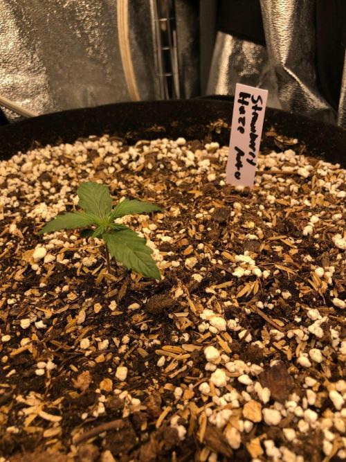 Strawberry Haze Auto Indoor Late Summer. Week 1