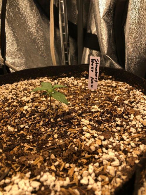 Strawberry Haze Auto Indoor Late Summer. Week 1
