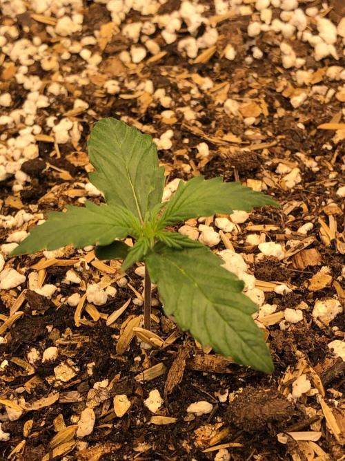 Strawberry Haze Auto Indoor Late Summer. Week 1