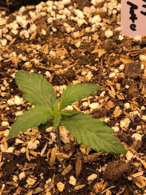 Strawberry Haze Auto Indoor Late Summer. Week 1