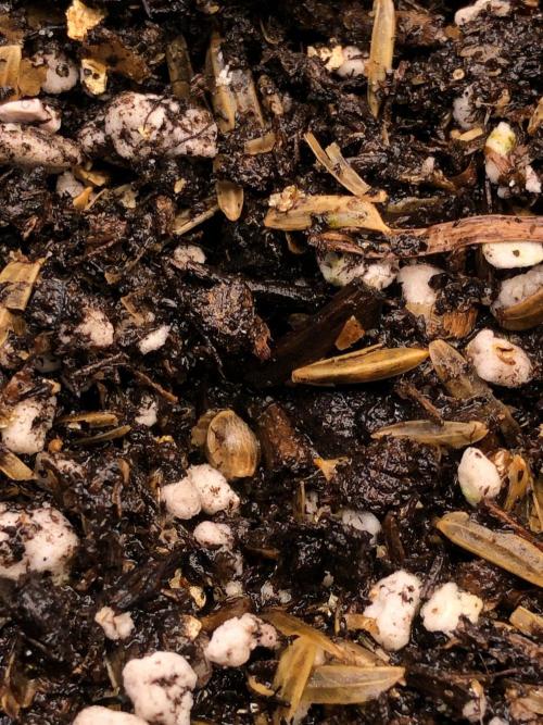 Neville's Haze Auto Spliff Seeds Indoor. Week 0