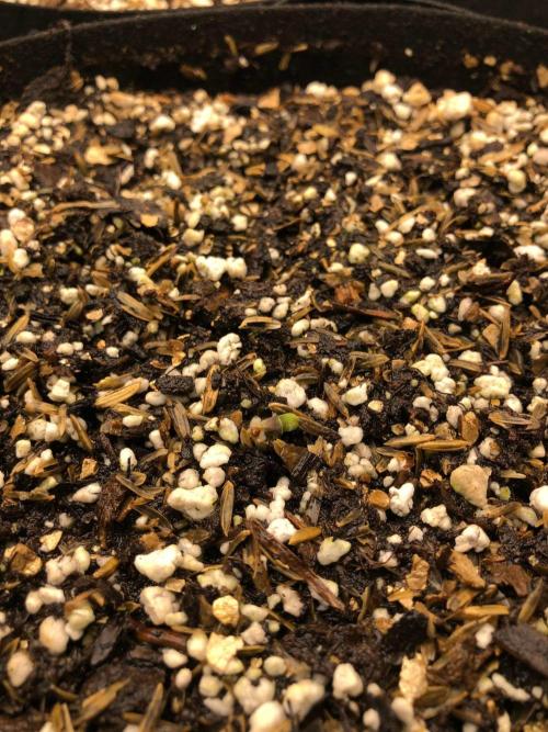 Neville's Haze Auto Spliff Seeds Indoor. Week 0