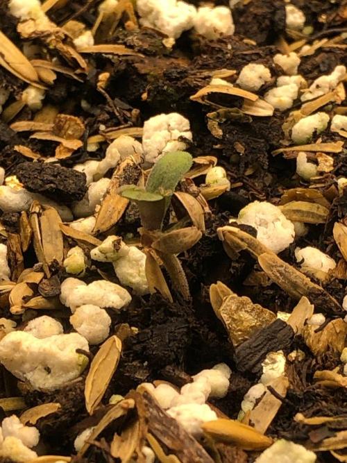Neville's Haze Auto Spliff Seeds Indoor. Week 0