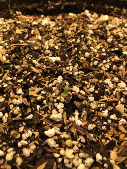 Neville's Haze Auto Spliff Seeds Indoor. Week 0