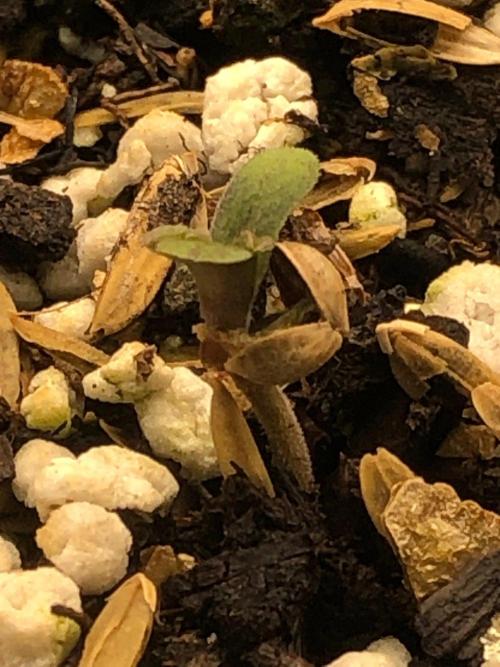 Neville's Haze Auto Spliff Seeds Indoor. Week 0