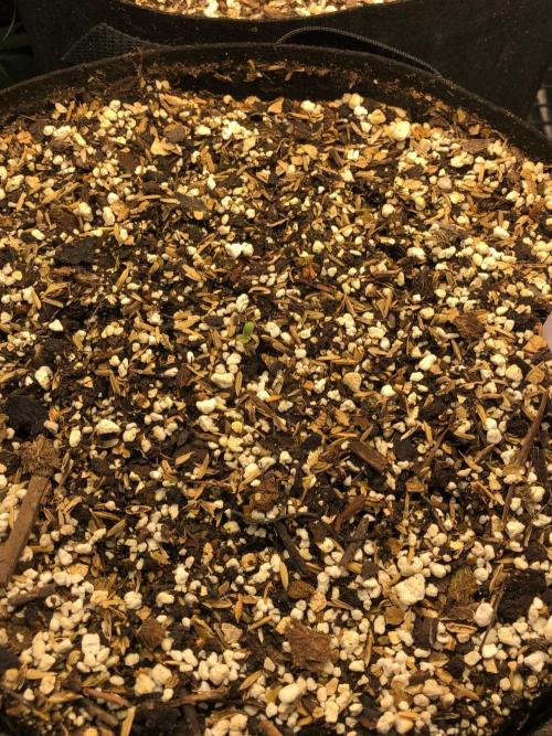 Neville's Haze Auto Spliff Seeds Indoor. Week 0