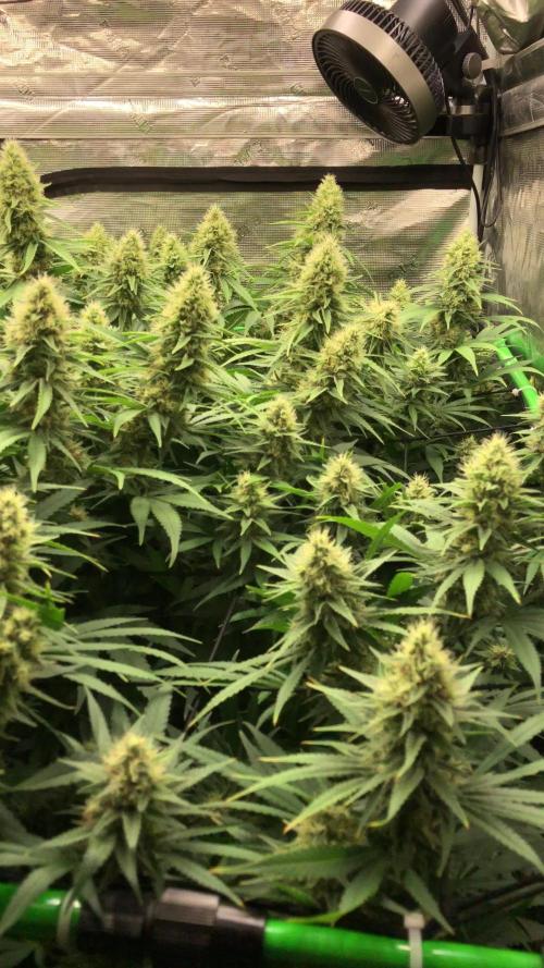 White Domina Kannabia Indoor Spring 26