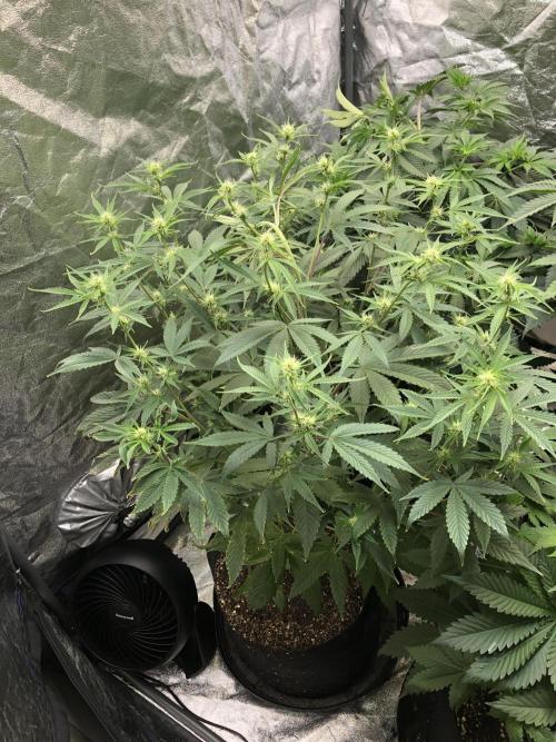Acapulco Gold (auto) SeedSupreme Indoor. Week 7