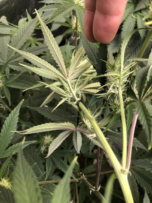 Acapulco Gold (auto) SeedSupreme Indoor. Week 7