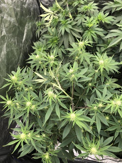 Acapulco Gold (auto) SeedSupreme Indoor. Week 7