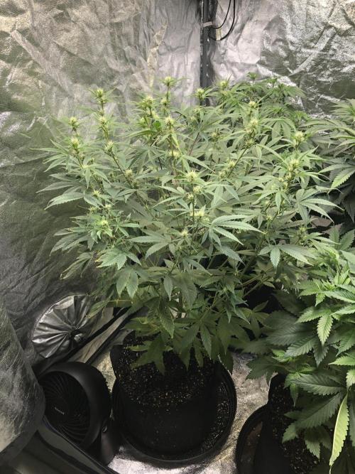 Acapulco Gold (auto) SeedSupreme Indoor. Week 7