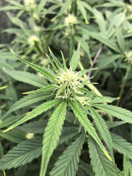 Acapulco Gold (auto) SeedSupreme Indoor. Week 7