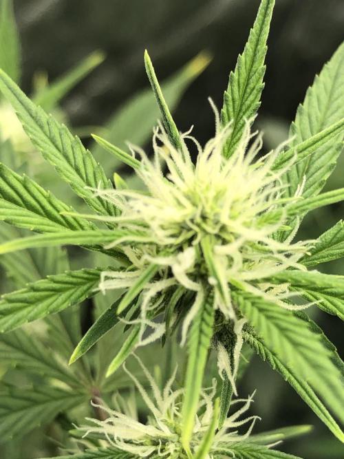 Acapulco Gold (auto) SeedSupreme Indoor. Week 7