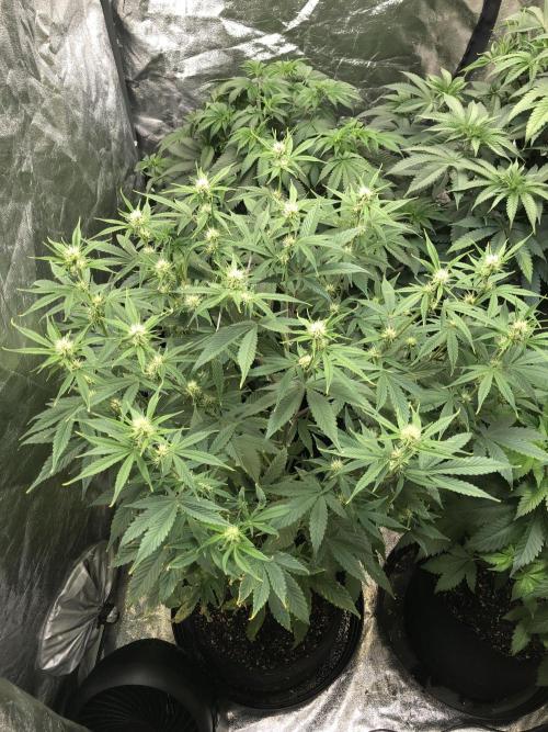Acapulco Gold (auto) SeedSupreme Indoor. Week 7