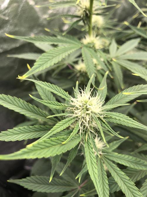 Acapulco Gold (auto) SeedSupreme Indoor. Week 7