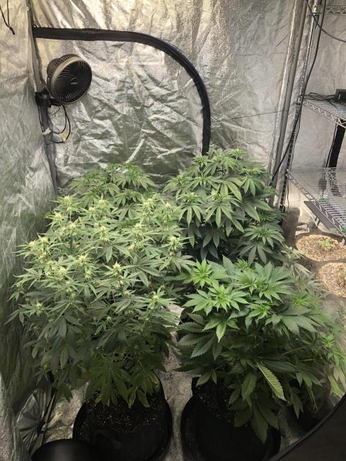 Acapulco Gold (auto) SeedSupreme Indoor. Week 7