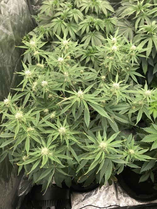 Acapulco Gold (auto) SeedSupreme Indoor. Week 7