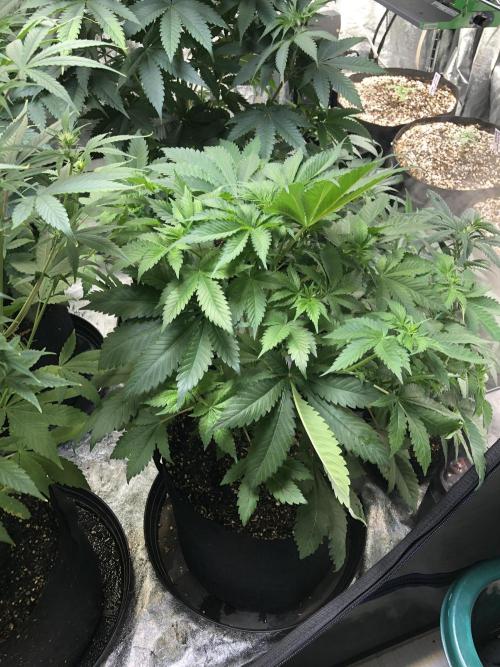 Lemonchello Haze Seedsman Indoor Summer. Week 6