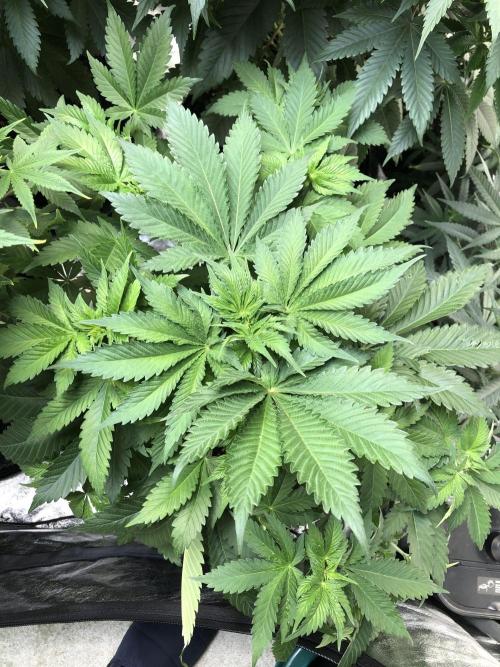 Lemonchello Haze Seedsman Indoor Summer. Week 6