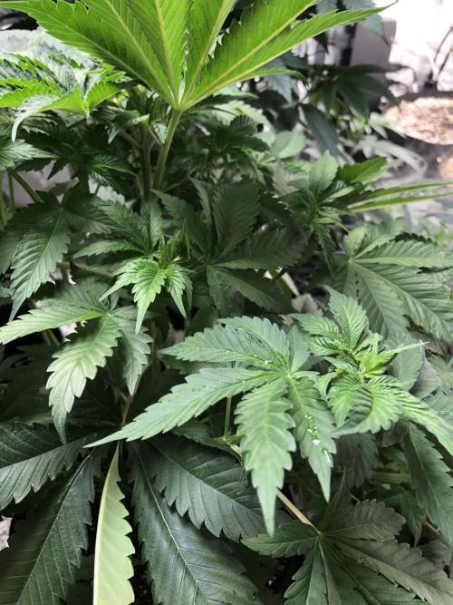 Lemonchello Haze Seedsman Indoor Summer. Week 6