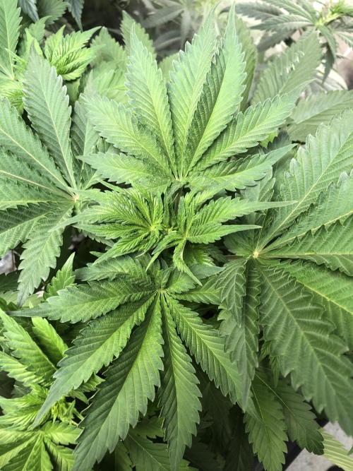 Lemonchello Haze Seedsman Indoor Summer. Week 6