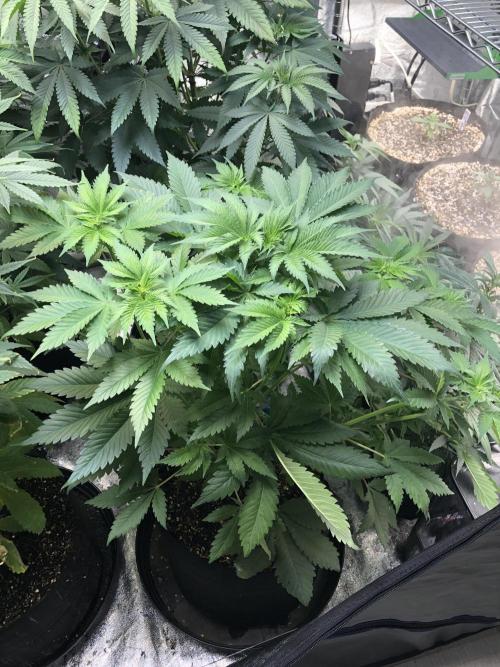 Lemonchello Haze Seedsman Indoor Summer. Week 6
