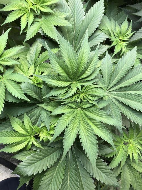 Lemonchello Haze Seedsman Indoor Summer. Week 6