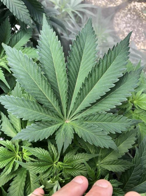 Lemonchello Haze Seedsman Indoor Summer. Week 6