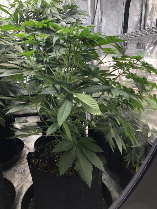 Lemonchello Haze Seedsman Indoor Summer. Week 6
