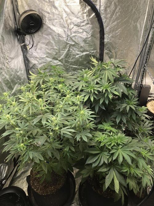 Silver Widow Kannabaia Indoor Summer. Week 7