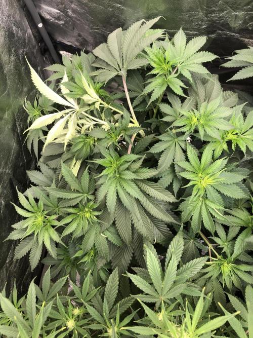Silver Widow Kannabaia Indoor Summer. Week 7