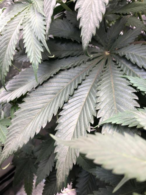 Silver Widow Kannabaia Indoor Summer. Week 7