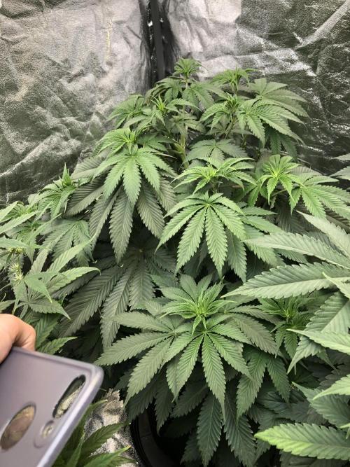Silver Widow Kannabaia Indoor Summer. Week 7