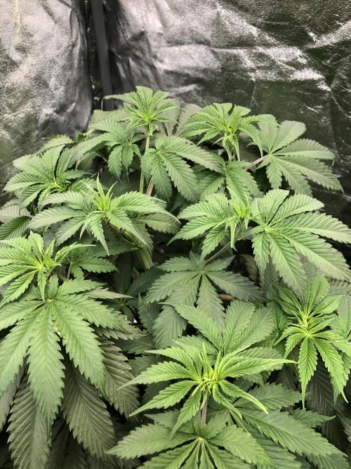 Silver Widow Kannabaia Indoor Summer. Week 7