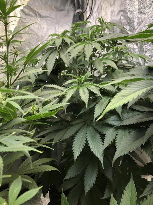 Silver Widow Kannabaia Indoor Summer. Week 7