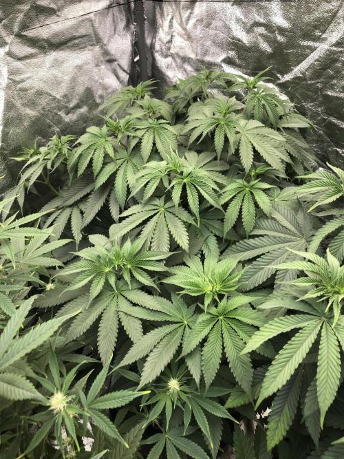 Silver Widow Kannabaia Indoor Summer. Week 7
