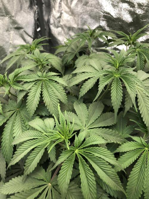 Silver Widow Kannabaia Indoor Summer. Week 7