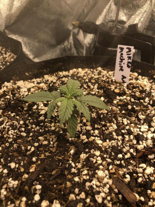 Mikromachine Auto Indoor Late Summer. Week 2