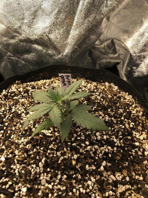 Mikromachine Auto Indoor Late Summer. Week 2