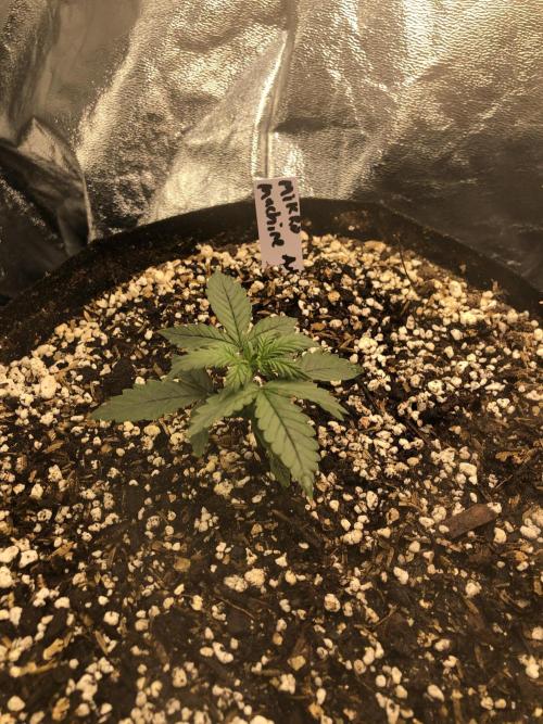 Mikromachine Auto Indoor Late Summer. Week 2