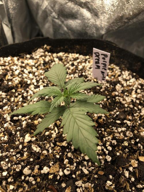 Purple Dream Auto Indoor Late Summer. Week 2