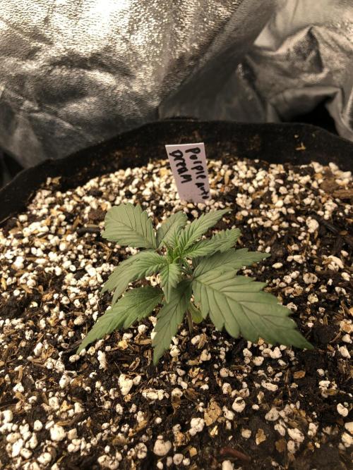 Purple Dream Auto Indoor Late Summer. Week 2