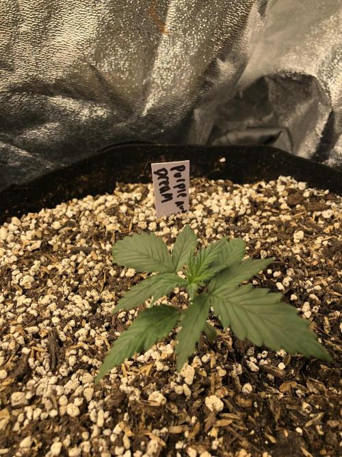 Purple Dream Auto Indoor Late Summer. Week 2